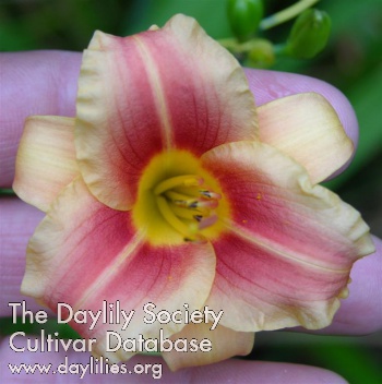 Daylily Too Cute
